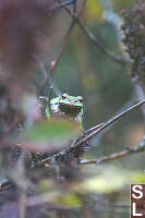 Chorus Frog In Brush Looking At Me