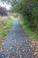 Trail On Boundary Of Bog
