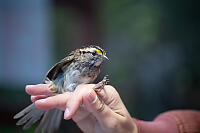 White Throated Sparrow