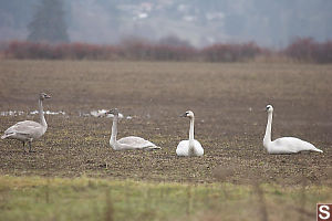 Trumpeter Swan At Farm
