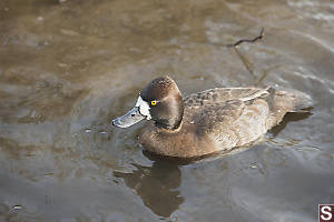 Female Greater Scaup