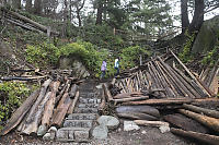 Invasive English Ivy Everywhere