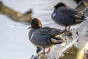 Cinnamon Teal