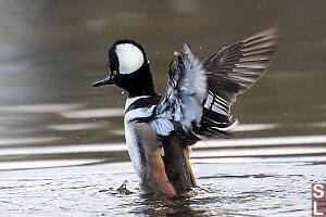 Hooded Merganser Stretching Wings