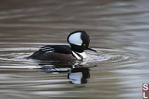 Hooded Merganser