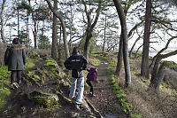 Multiple Trails In Forest