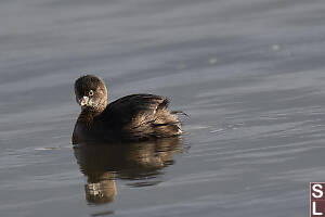 Pied-billed Grebe