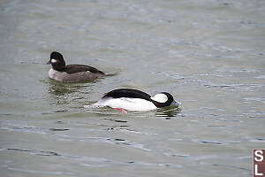 Male Bufflehead Putting On Display
