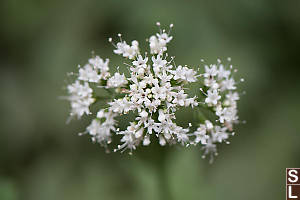 Sitka Valerian