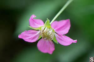 Trailside Salmonberry