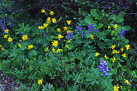 Arctic Lupine and Arnica