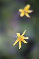 Alpine Arnica