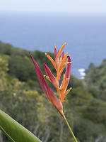 Tropical Flower With Ocean Behind