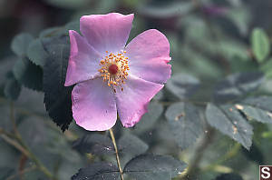 Nootka Rose