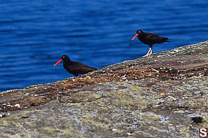 Black Oystercatcher