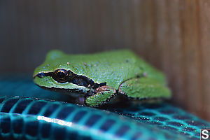 Pacific Tree Frog