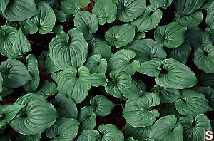 Leaves of Western Lily of the Valley