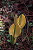 Skunk Cabbage, Swamp Lantern