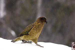 Kea
