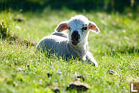 Translucent Ears Lamb