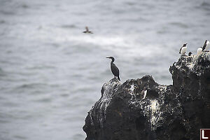 Cormorant On Rock