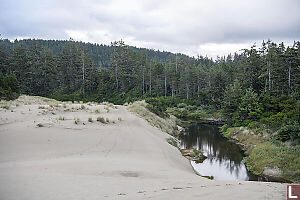 Forest At Edge Of Sand Dunes