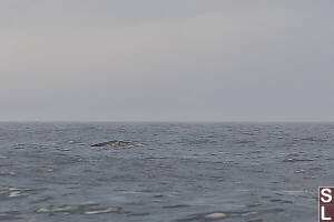 Grey Whale At Surface