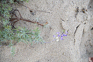 Lupin In Sand