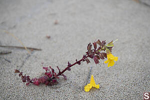 Magnificent Monkeyflower