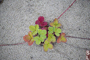 Rain Covered Strawberries