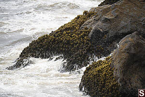 Sea Palms On Rocks