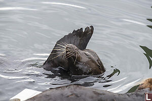 Sealion With Lots Of Scars