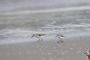 Western Sandpiper