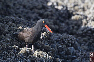 Black Oystercatcher In Mussel Bed