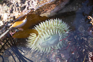 Green Sea Anemone