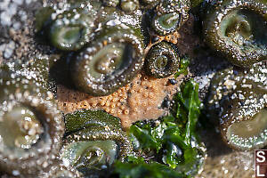 Orange Sponge Between Anemone