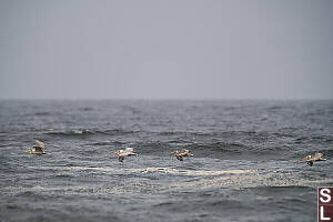 Pelicans Flying By