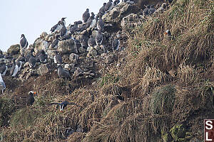 Puffins In Grass