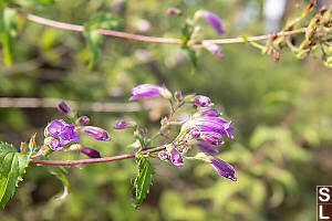 Woodland Beardtongue