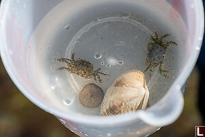 Animals At Beach