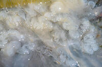 Details Of Washed Up Jellyfish