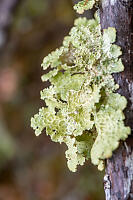 Lichen On Branch