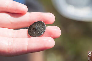 Small Sand Dollar
