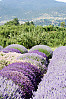 Rows Of Lavendar