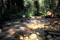 Anugs Creek with Bright Spot