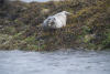 Half Dry Seal Watching Us