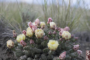 Brittle Prickly Pear Flowering
