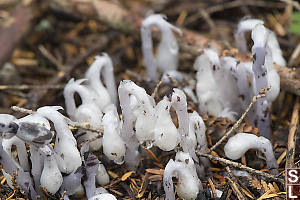 Ghost Pipes Pushing Through Needles