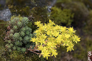 Spearleaf Stonecrop