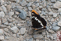 Lorquin's Admiral